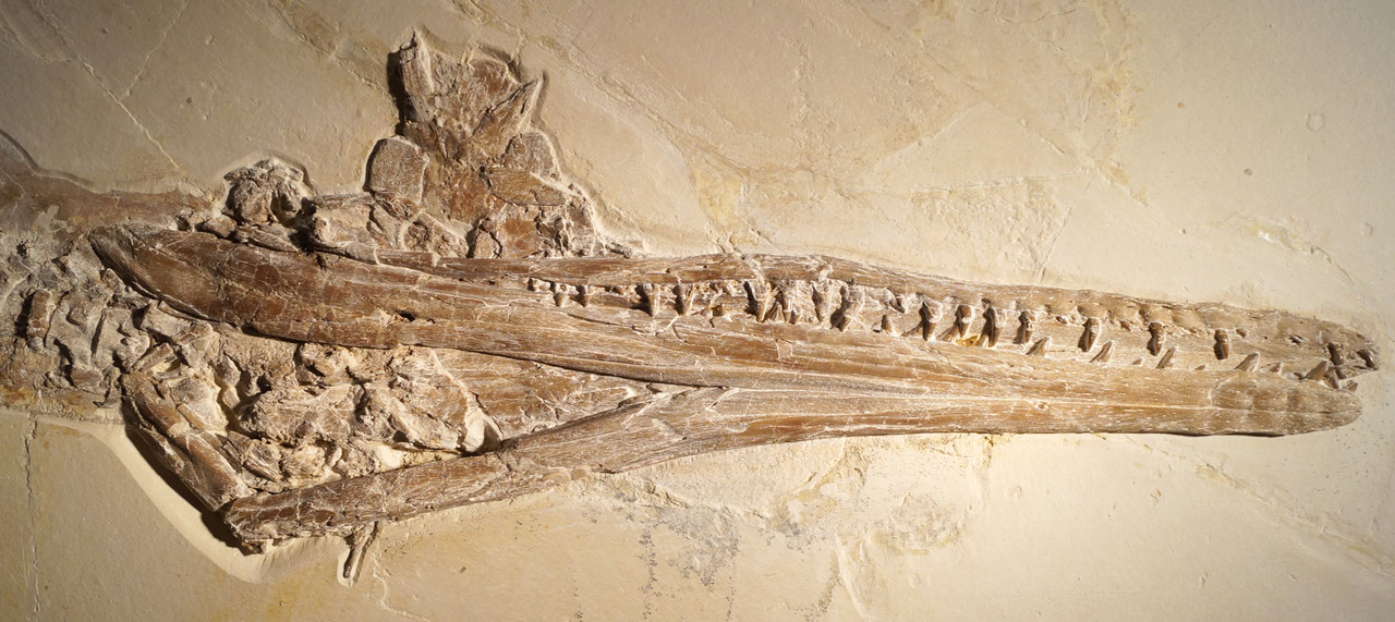 Skull and mandible of Cricosaurus bambergensis in ventral view