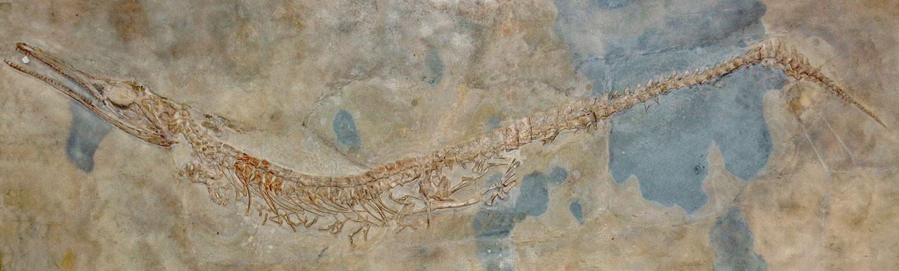 Skelett von Cricosaurus suevicus