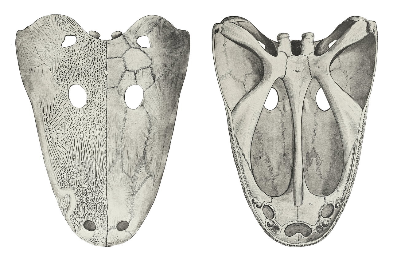 Reconstruction of the Cyclotosaurus robustus skull in dorsal (left) and ventral (right) view (from Fraas, 1889)