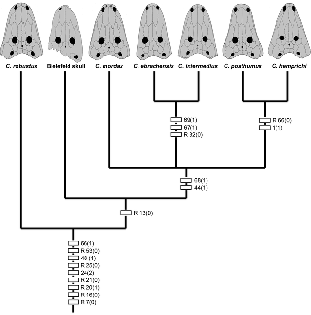 Phylogenetic position of Cyclotosaurus buechneri (from Witzmann et al., 2016a). Please note that Cyclotosaurus naraserluki was described later and is thus not considered.