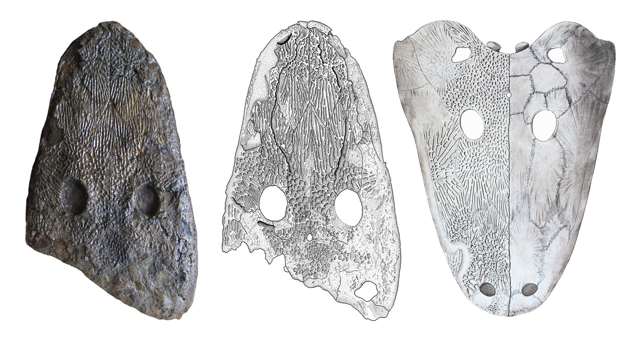 Cyclotosaurus skull comparison