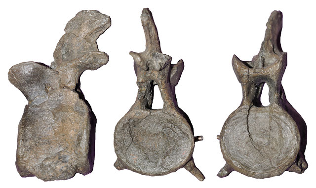 Lagenanectes Cervical vertebra in lateral (left) posterior (middle) and and anterior (right) view