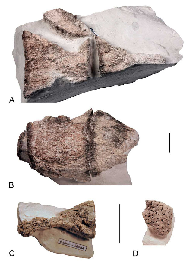 Elasmosaurus-like elasmosaurid from Kronsmoor in Germany