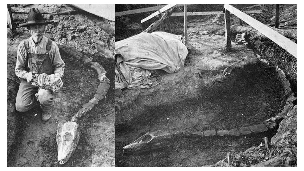 Excavation of the holotype skeleton of Libonectes morgani (SMU SMP 69120). The left photo shows T. W. Tidwell