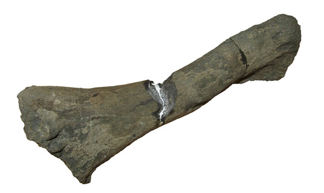 Lagenanectes ilium