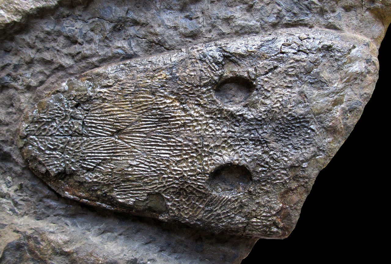 Skull of Cyclotosaurus buechneri in dorsal view. Collection of the Naturkunde-Museum Bielefeld (specimen number NAMU ES/k 36053)