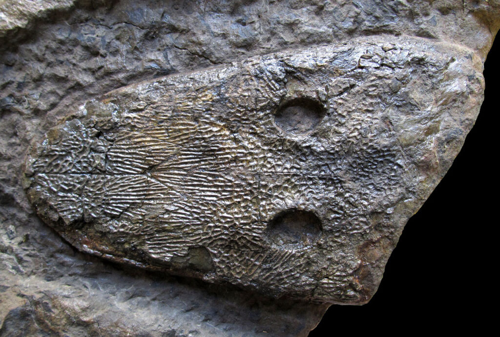 Cyclotosaurus buechneri – ein Temnospondyle aus der Trias von Bielefeld 4 Cyclotosaurus buechneri Schädel