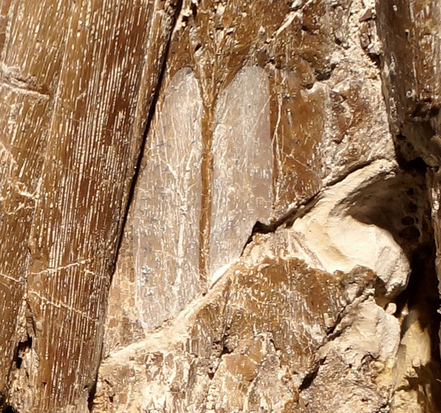 Close-up of the palate of Cricosaurus bambergensis, showing the paired depressions
