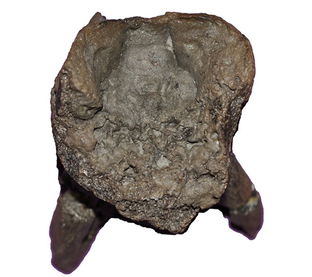 Lagenanectes atlas-axis complex in anterior view