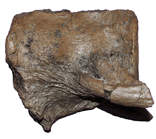 Lagenanectes atlas-axis complex in lateral view