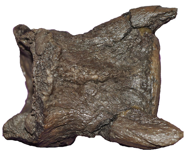 Lagenanectes atlas-axis complex in ventral view