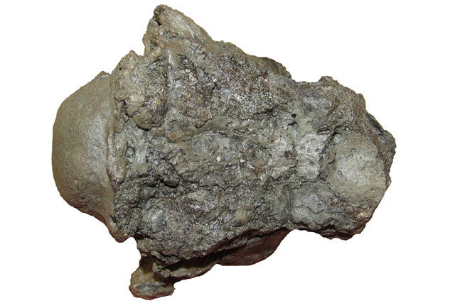 Braincase of Lagenanectes richterae in dorsal view