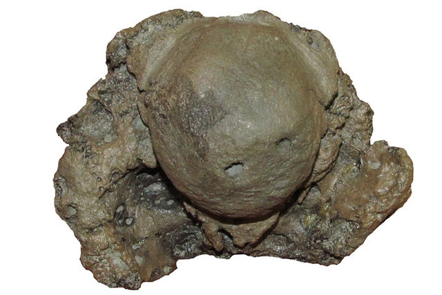 Braincase of Lagenanectes richterae in posterior view