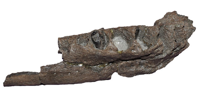Lagenanectes mandible in lateral view