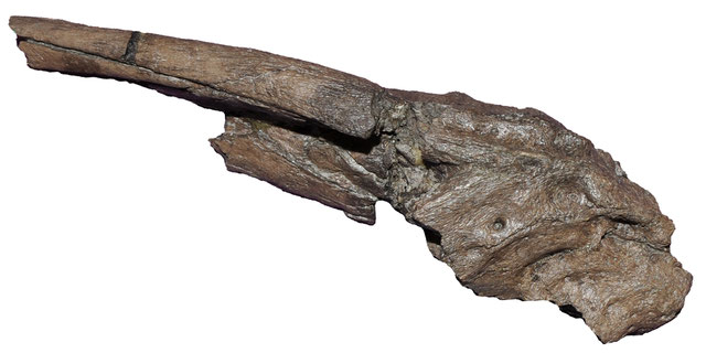 Lagenanectes mandible in ventral view