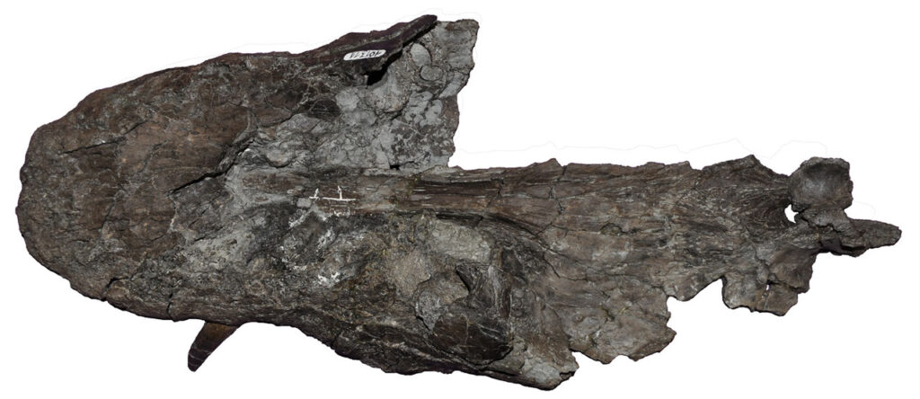 Lagenanectes skull in dorsal view