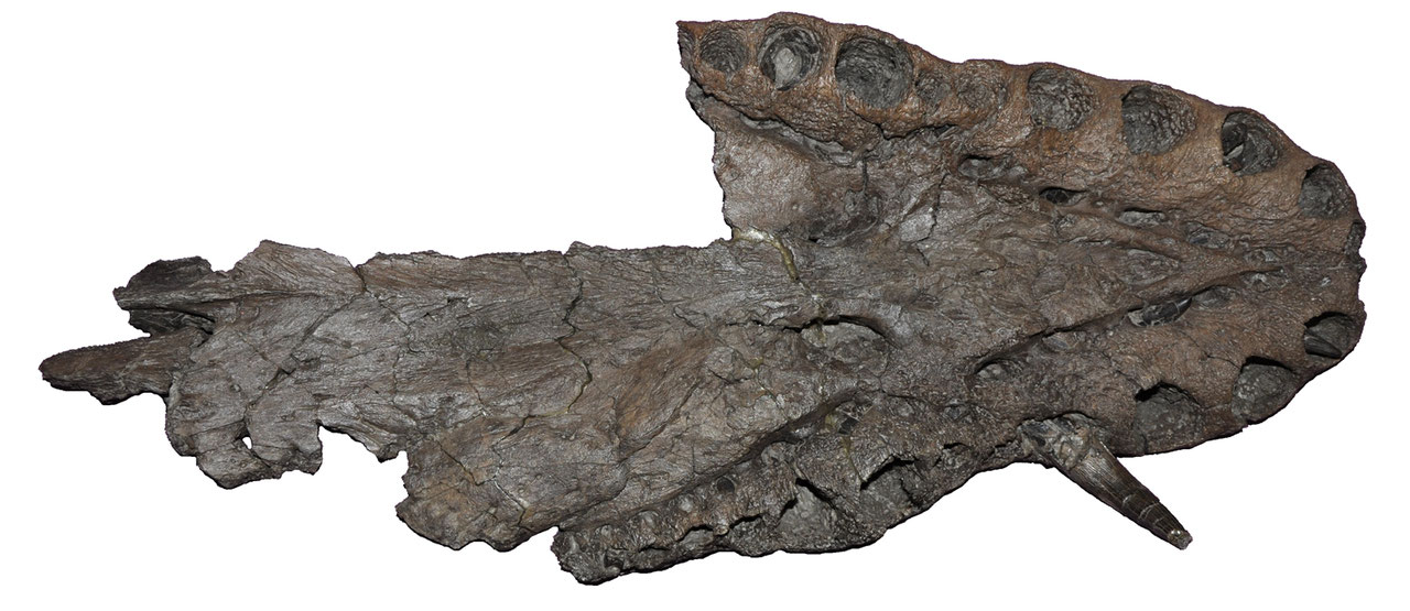 lagenanectes-skull-in-ventral-view