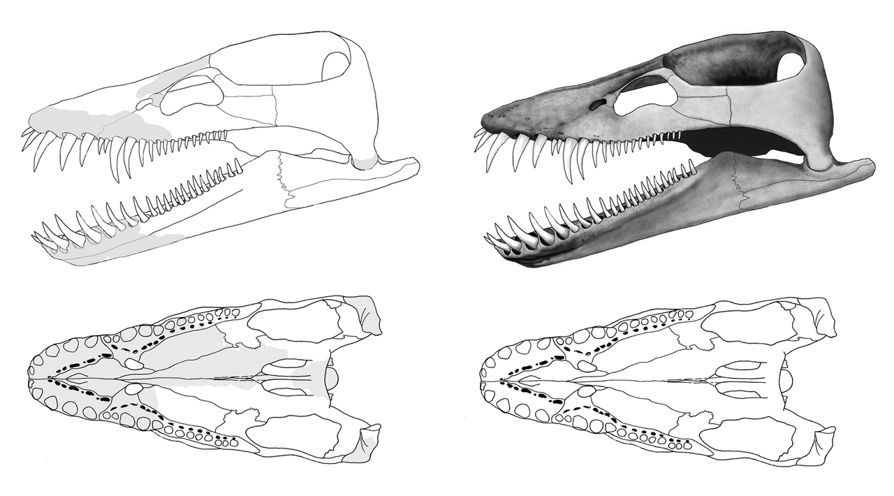 Reconstruction of the skull of Lagenanectes richterae by Jahn Hornung and Katrin Sachs