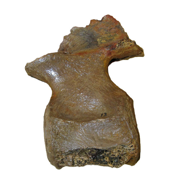Libonectes morgani (SMU SMP 69120) anterior cervical vertebra in lateral view