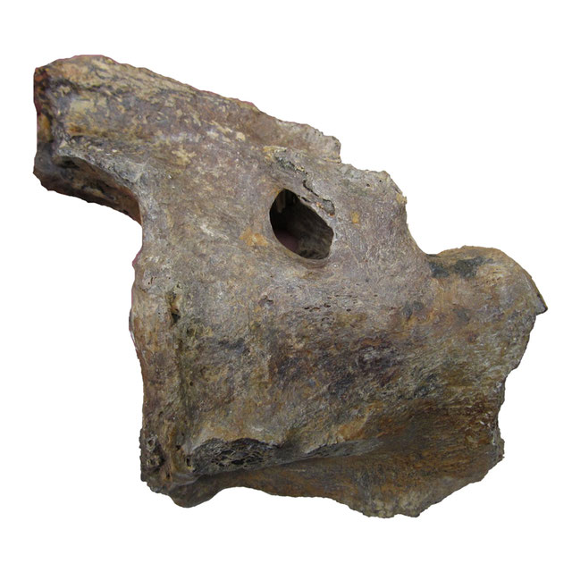 Libonectes morgani (SMU SMP 69120) atlas-axis complex in lateral view
