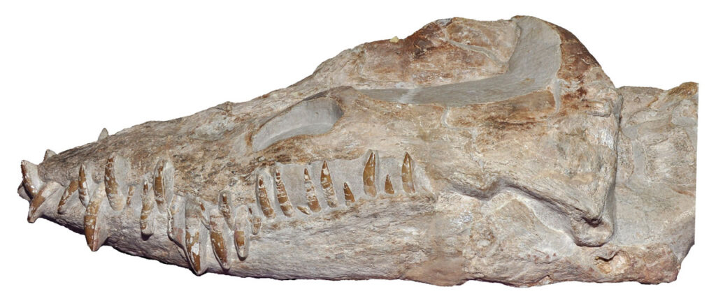 Holotype skull of Libonectes atlasense (now referred to Libonectes morgani) in lateral view