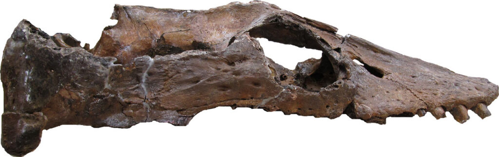 Libonectes morgani holotype skull in lateral view