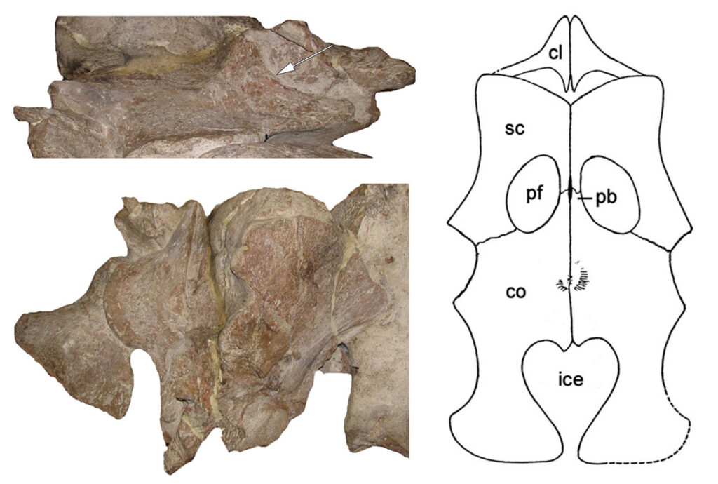 Pectoral girdle of Libonectes. Left top: left coracoid of SMNK 81783 in lateroventral view. Note the prong-like midline projection (arrow). Left bottom: opposite side. Right: outline drawing of the now missing pectoral girdle of the Texan specimen (from Welles, 1949). Abbreviations: cl, clavicle; co, coracoid; ice, intercoracoid embayment; pb, pectoral bar; pf, pectoral fenestration; sc, scapula