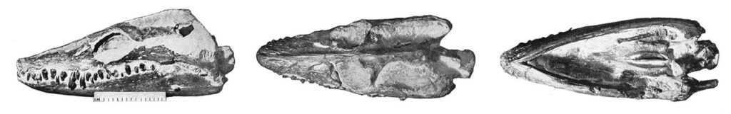Libonectes morgani skull (SMU SMP 69120) figured in Welles (1949). Some parts such as the retroarticular process are now missing