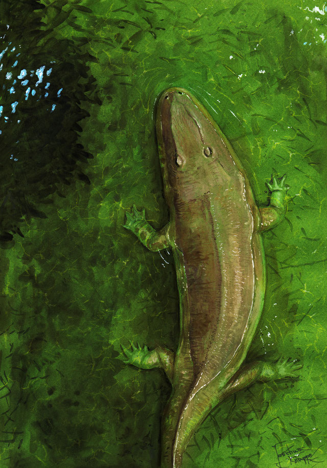 Reconstruction of Cyclotosaurus by Joschua Knüppe