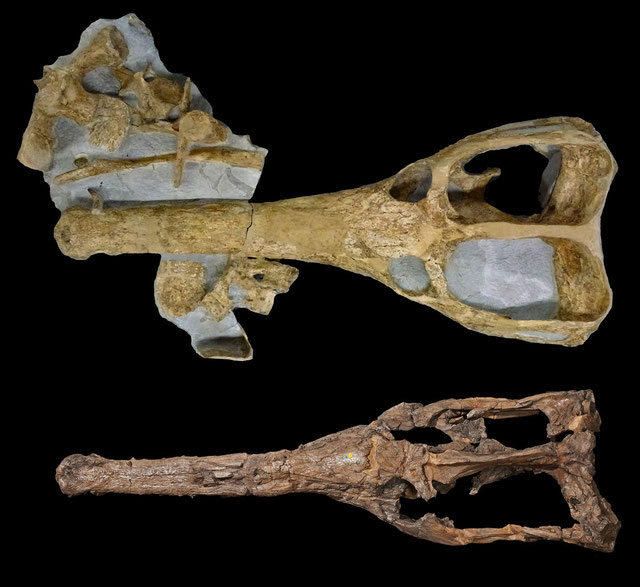 Skulls of Machimosaurus and Lemmysuchus in dorsal view
