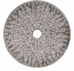 Labyrintic pattern in a Mastodonsaurus giganteus tooth crown