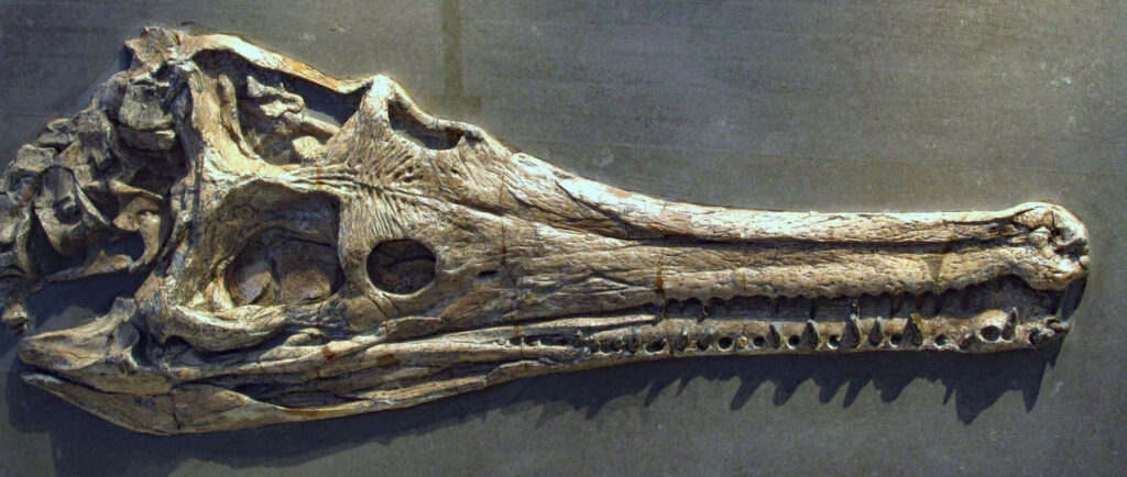 Skull of ?Mystriosaurus sp. from Holzmaden (Germany). Collection of the Urweltmuseum Hauff in Holzmaden