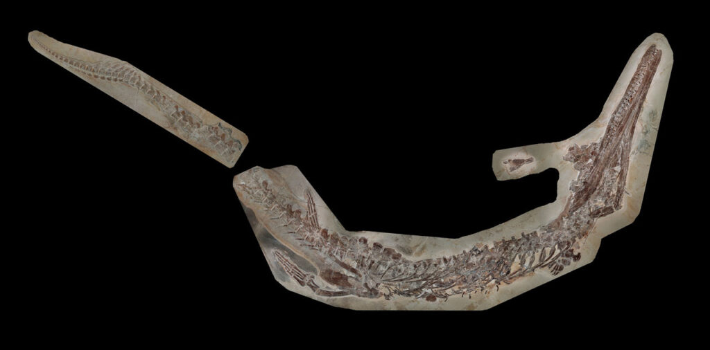 skeleton-of-cricosaurus-bambergensis