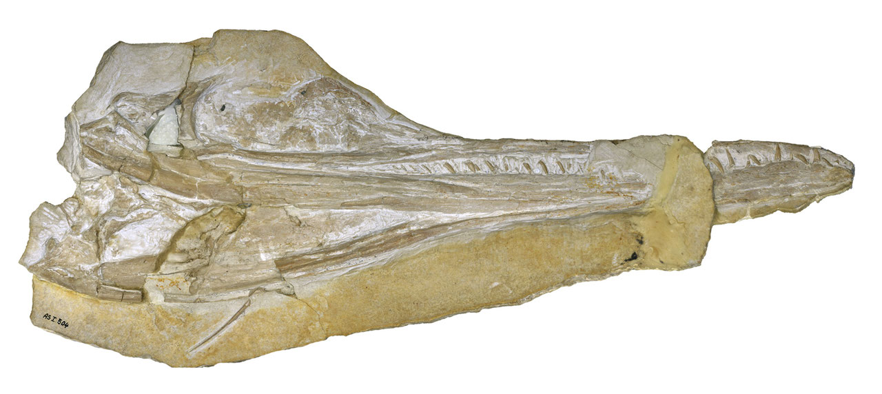 Skull of Cricosaurus elegans (BSPG AS I 504) in ventral view. Collection of the Bayerische Staatssammlung für Paläontologie und Geologie in Munich (Germany)