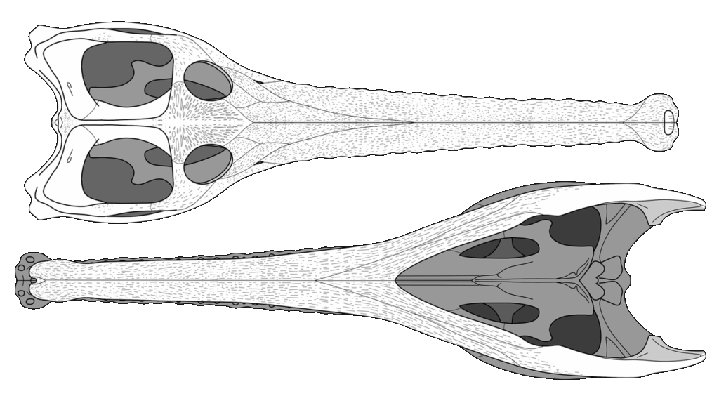 Reconstruction of the skull of Mystriosaurus laurillardi in dorsal (top) and ventral (bottom) views. Artwork by Julia Beier (Hamburg).