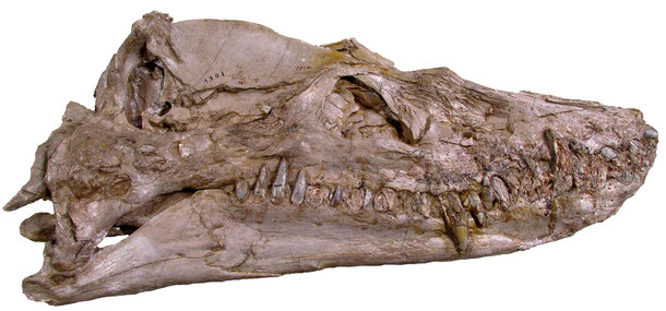 Styxosaurus snowii holotype skull