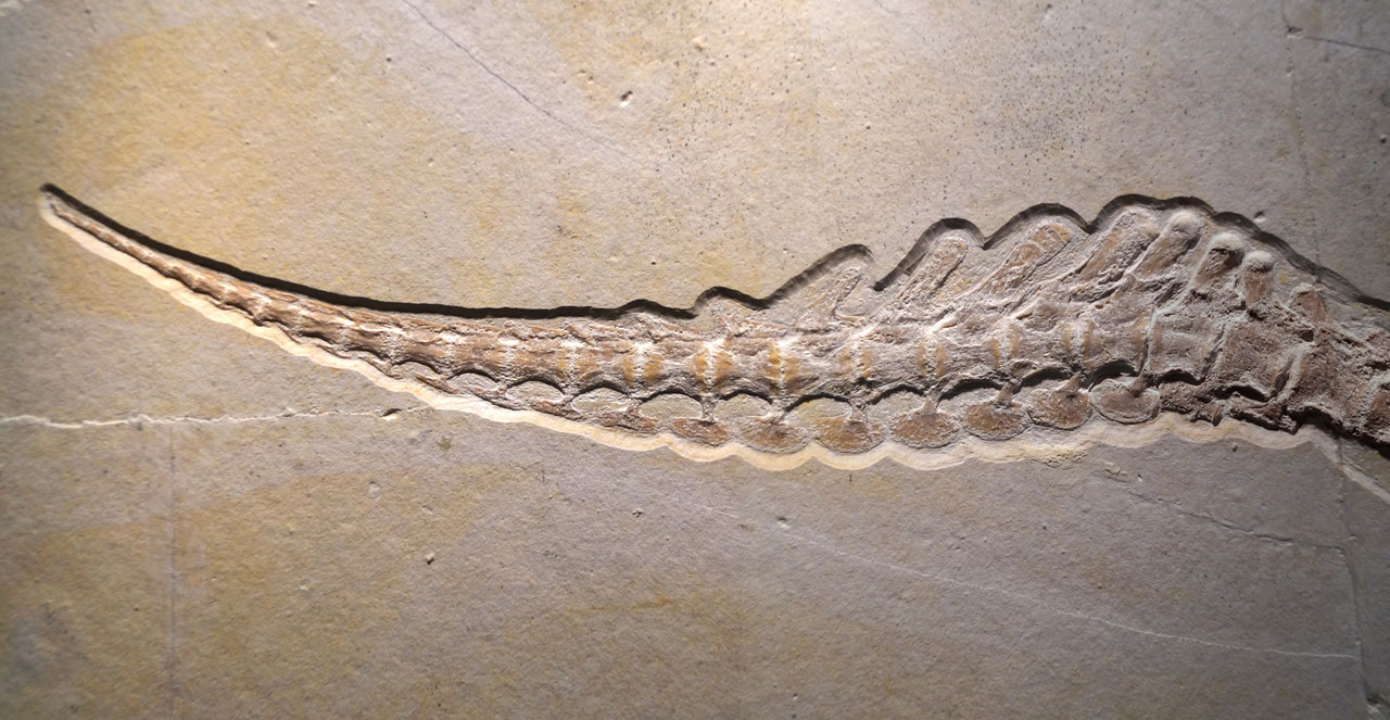 Articulated tail fluke of Cricosaurus bambergensis