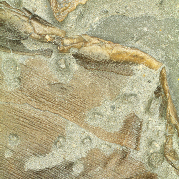 Close-up of the integument of MH 432, the warm-blooded ichthyosaur specimen