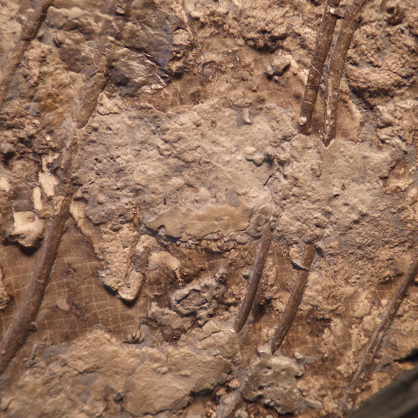 Close-up of the liver of MH 432, the warm-blooded ichthyosaur specimen