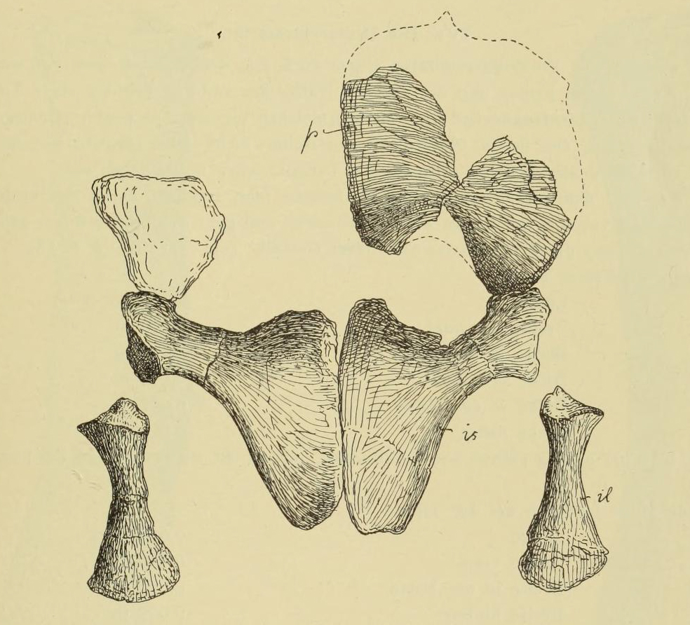 Pelvic girdle of the plesiosaur Lindwurmia thiuda