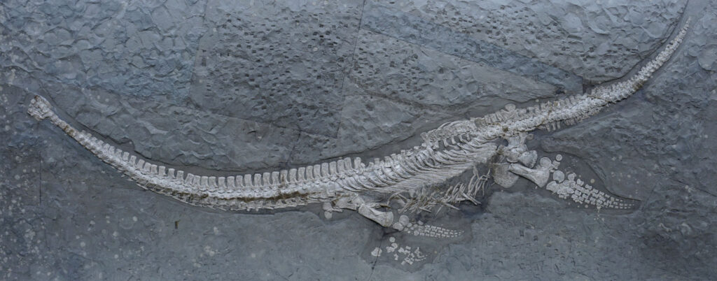 Plesionectes longicollum holotype SMNS 51945 specimen in lateral view