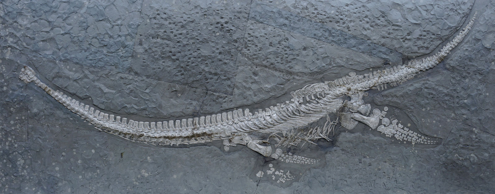 Plesionectes longicullum – a new Posidonia Shale plesiosaur 1 Plesionectes longicollum holotype SMNS 51945 specimen in lateral view