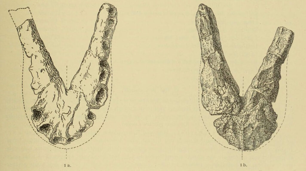 Mandible of the plesiosaur Lindwurmia thiuda seen in dorsal and ventral view. Collection of the Museum Heineanum in Halberstadt, Germany. From Brandes (1914)