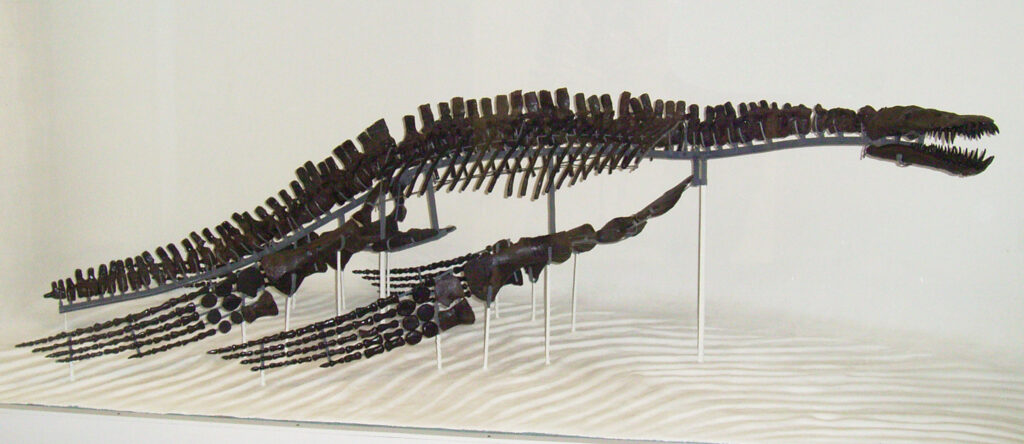 Lindwurmia thiuda skeleton at the Museum Heineanum in Halberstadt, Germany.