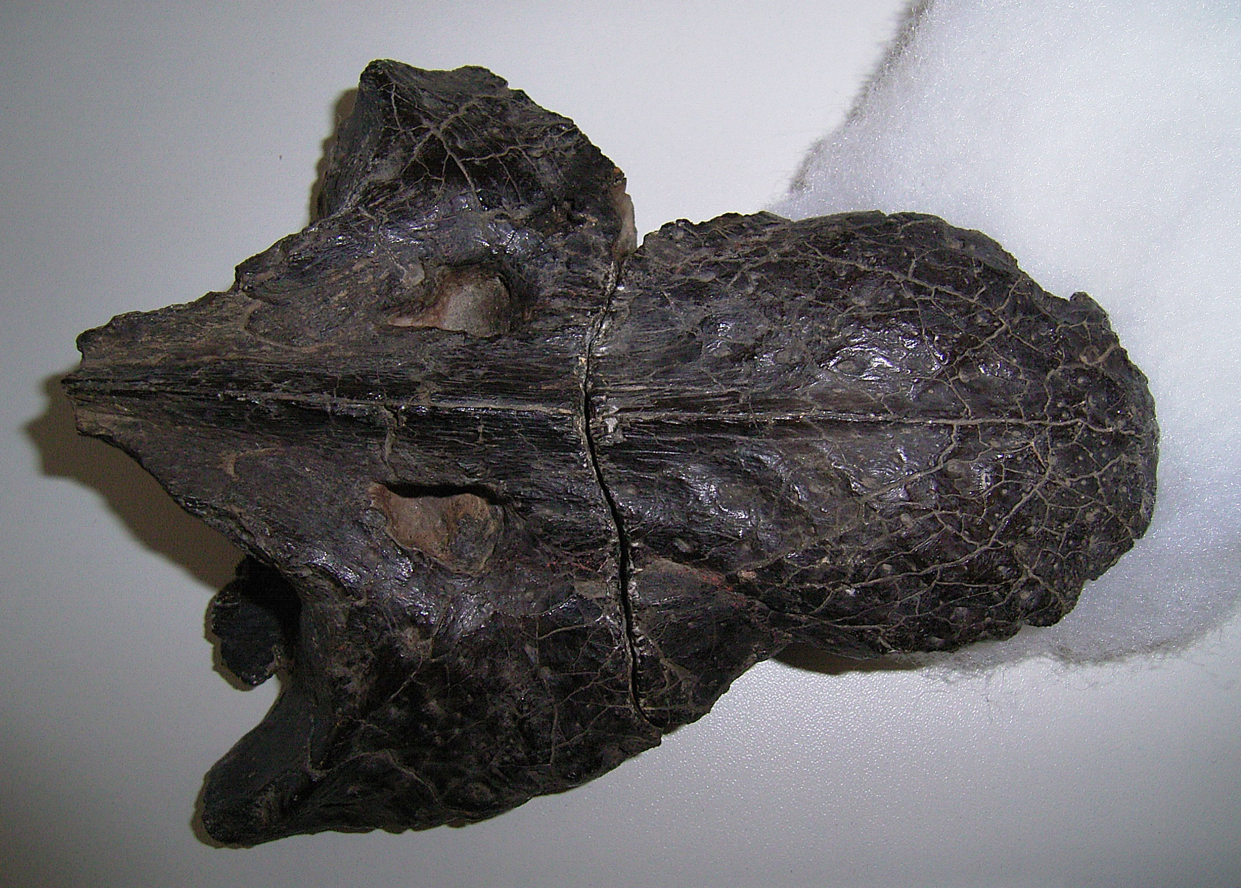 Skull of the plesiosaur Lindwurmia thiuda seen in dorsal view. Collection of the Museum Heineanum in Halberstadt, Germany.