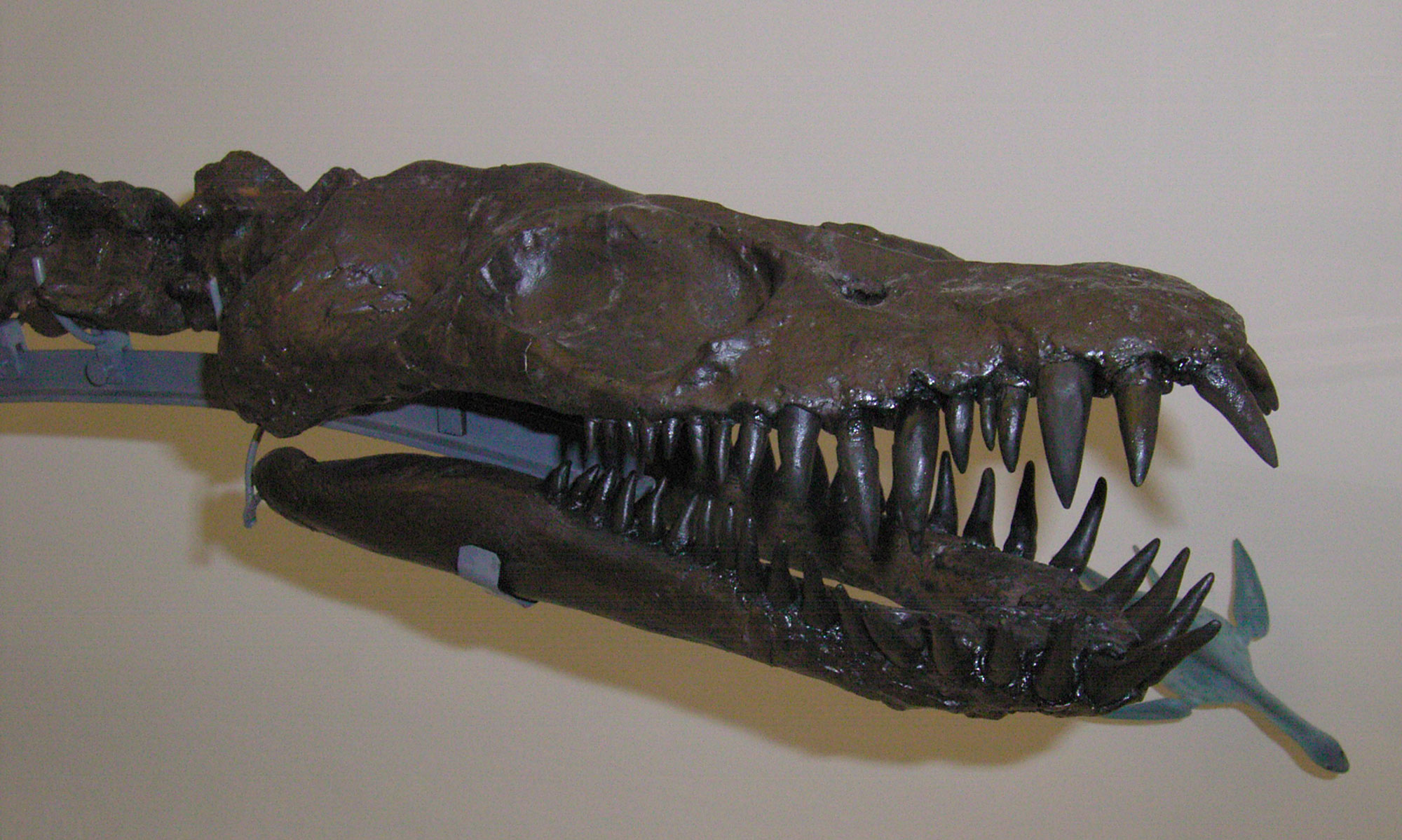 Skull of the plesiosaur Lindwurmia thiuda at the skeleton on display at the Museum Heineanum in Halberstadt, Germany.