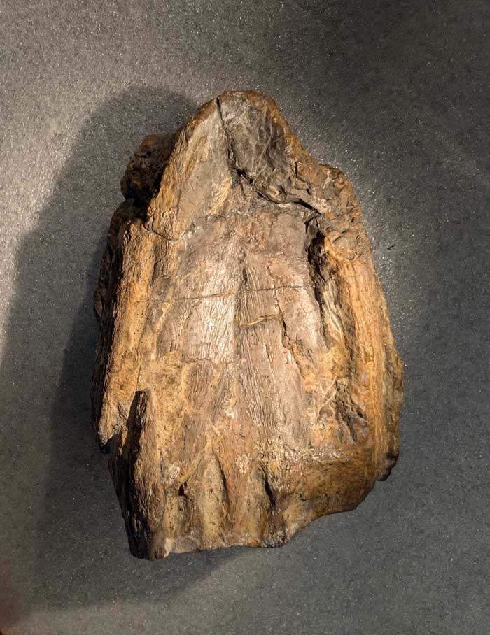 Schädel des Plesiosauriers Lusonectes sauvagei (MG 33) aus dem Unterjura von Portugal in Ventralansicht