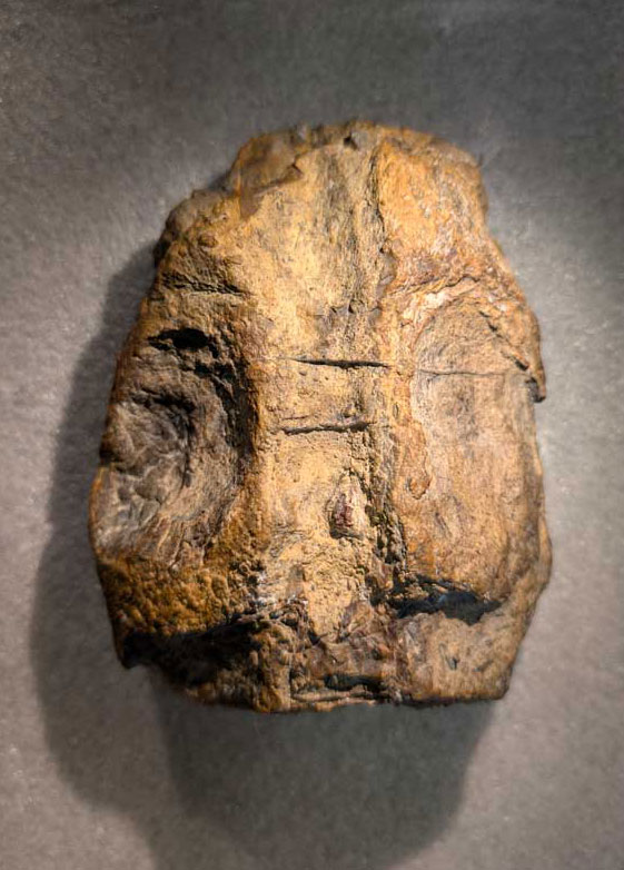 Skull of the plesiosaur Lusonectes sauvagei, holotype MG 33, seen in dorsal view