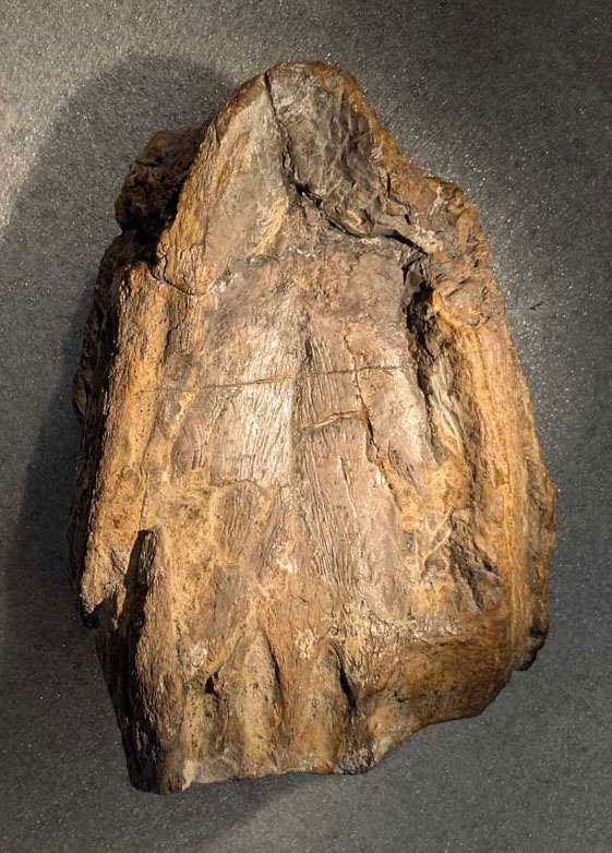 Skull of the plesiosaur Lusonectes sauvagei, holotype MG 33, seen in ventral view