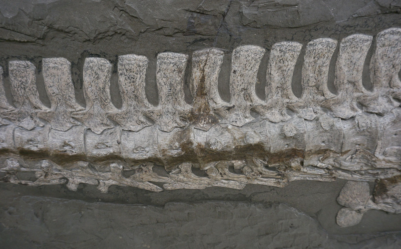 Plesionectes longicullum – a new Posidonia Shale plesiosaur 3 Posterior cervical vertebrae of Plesionectes longicollum